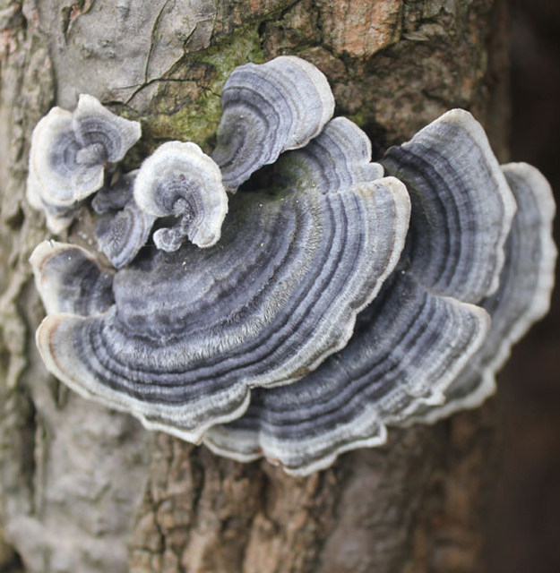 野生灵芝纯天然芝蘑杂色黄云芝纯野250克整枝灵芝