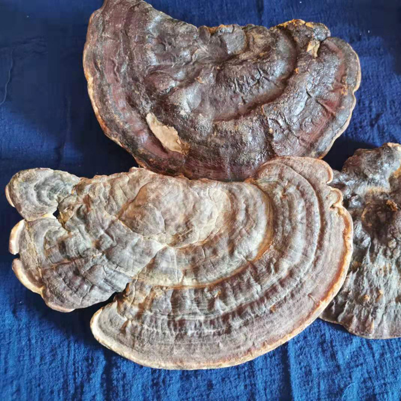 灵芝赤芝赤灵无柄野生正品红缘层孔菌树舌250克整枝灵芝