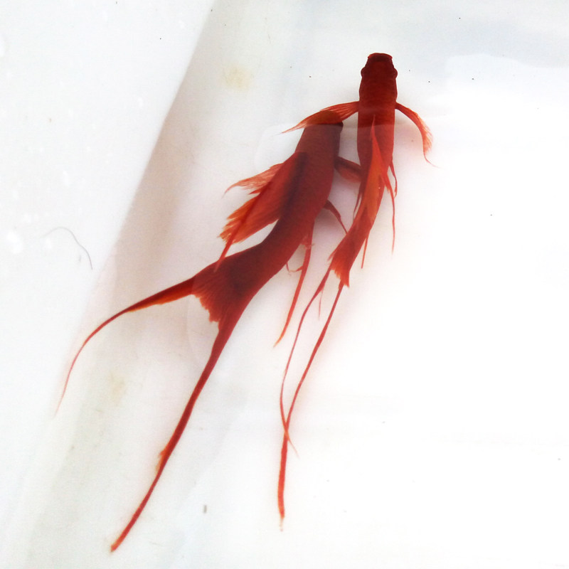 高帆红剑鱼双尾燕尾高鳍红箭鱼热带孔雀凤尾鱼发财观赏小型鱼活体