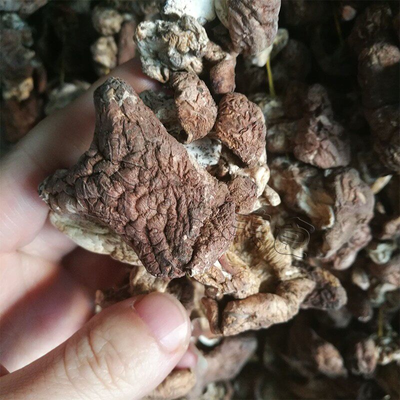 内蒙古 赤峰 地抠蘑 新蘑菇野生杨树林地抠蘑菇二斤包邮!