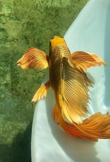 熊猫黄金观赏鱼观赏纯种龙蝶鲤台湾黄金台龙凤元山鱼