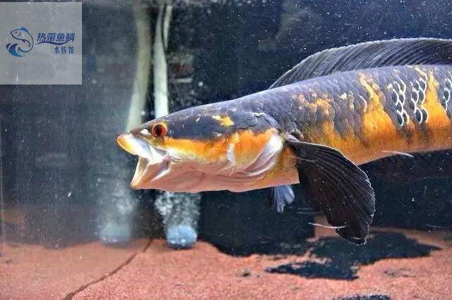 魔神雷龙伊莎贝拉雷龙鱼龙鱼红魔丁加奴泰国皇室鱼