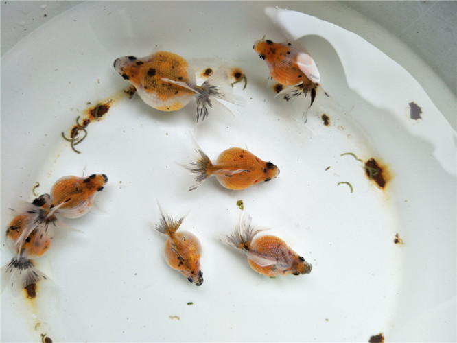 金鱼鱼苗活体冷水冷水鱼兰寿精品品红白鼠珍珠鱼