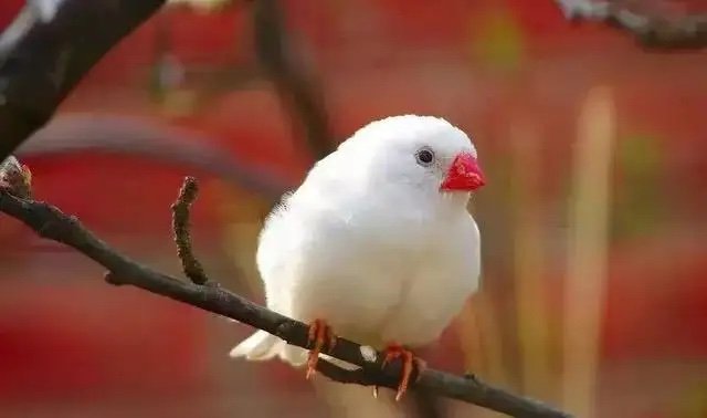 珍珠鸟文鸟灰色白珍珠白色活体文鸟幼雏鸟蠢萌啾啾鸟