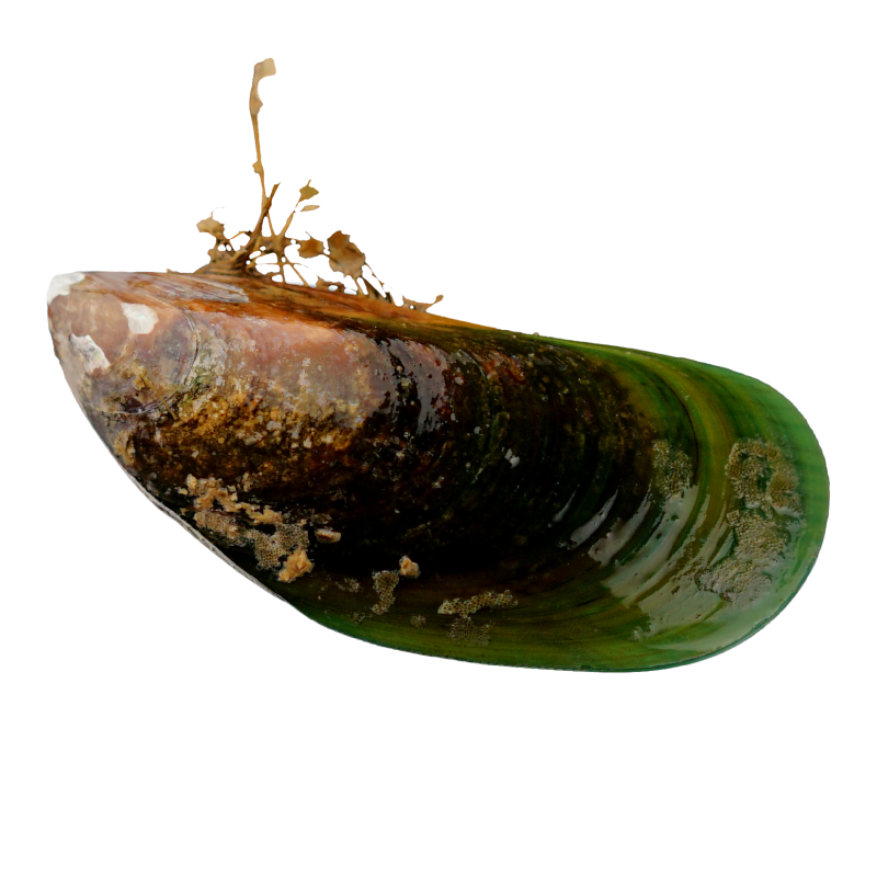 口贝新西兰进口贻贝贝青口螺海虹鲜活淡菜海鲜青口贝
