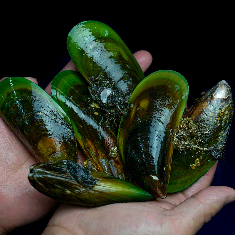 口贝新西兰进口贻贝贝青口螺海虹鲜活淡菜海鲜青口贝