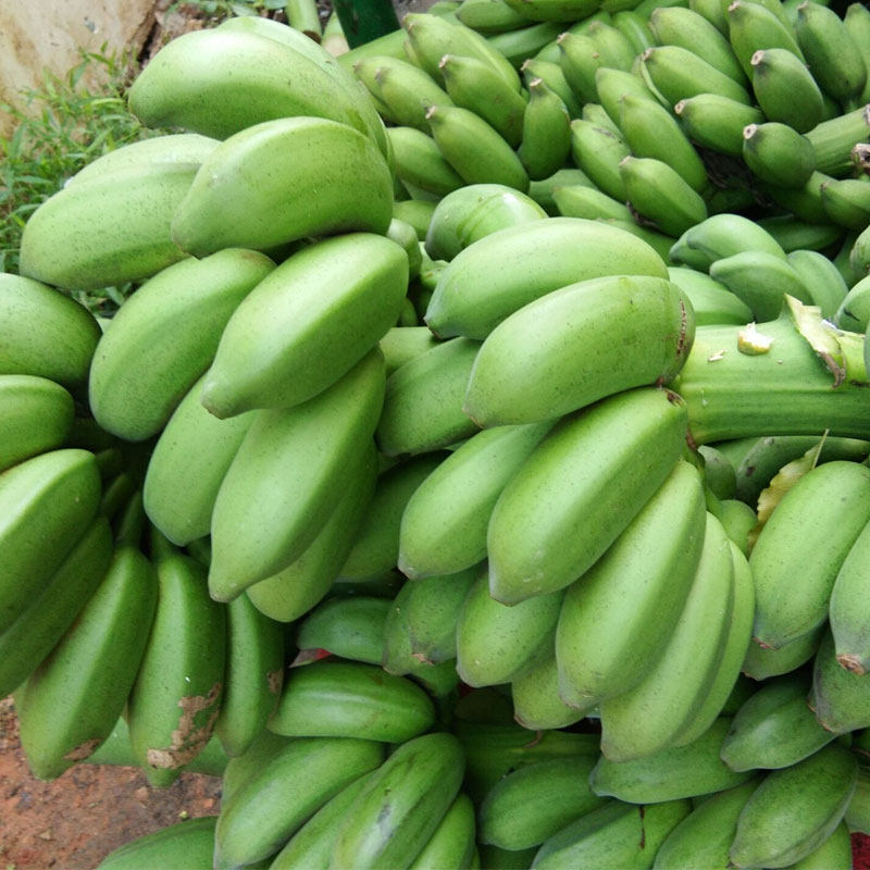 新鲜香蕉广西农家水果可爱酸甜banana小米米蕉香蕉