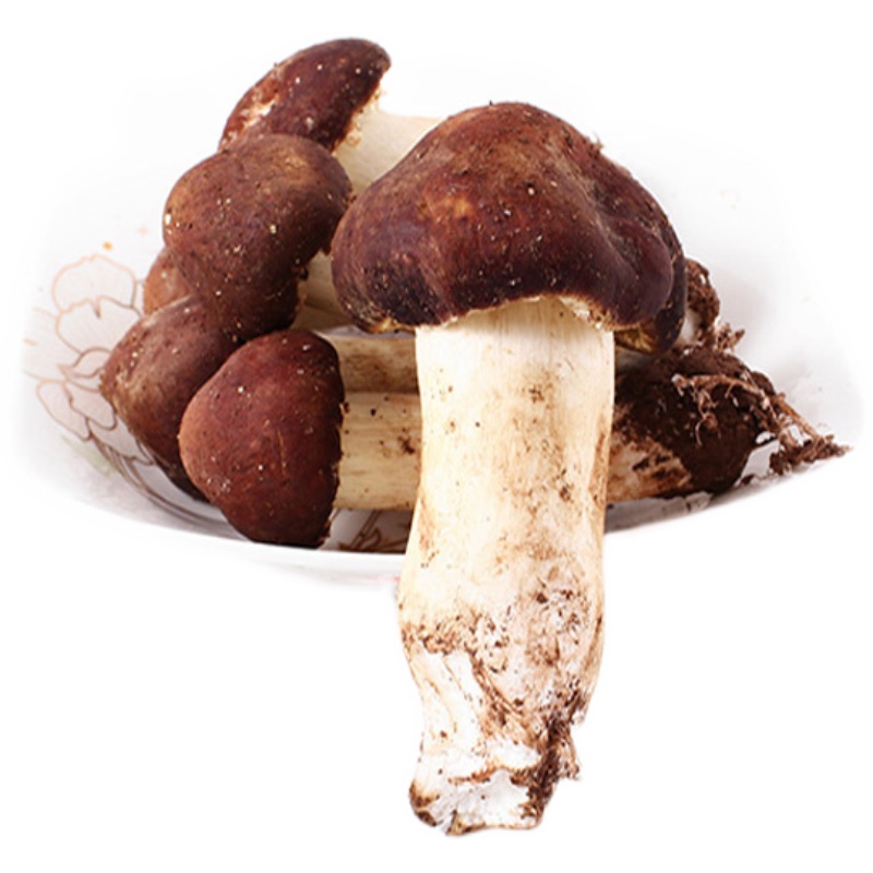 现货新鲜姬松茸2斤云南省特产香格里拉菇食用菌顺丰包邮 - 滇云阁