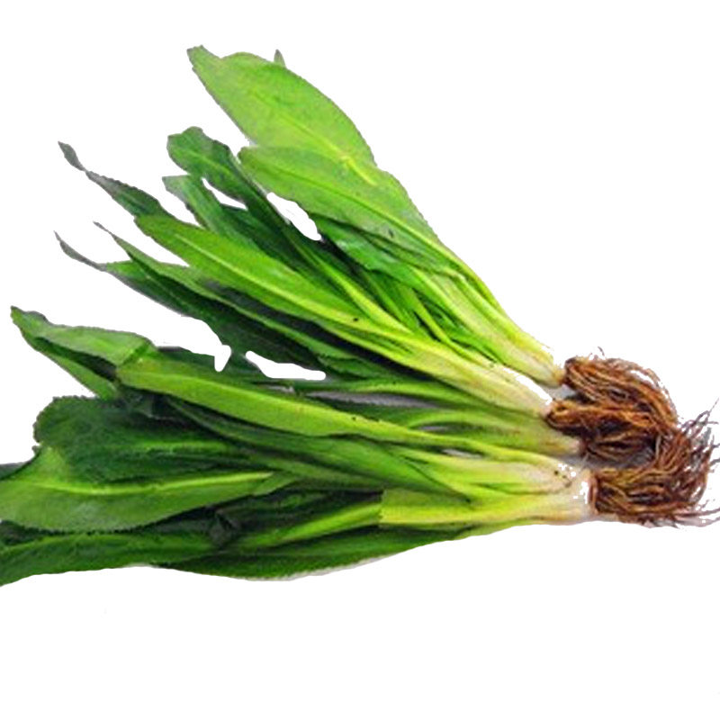 2斤包邮 西双版纳特产新鲜蔬菜大香菜大芫荽盐荽胡荽刺芫荽