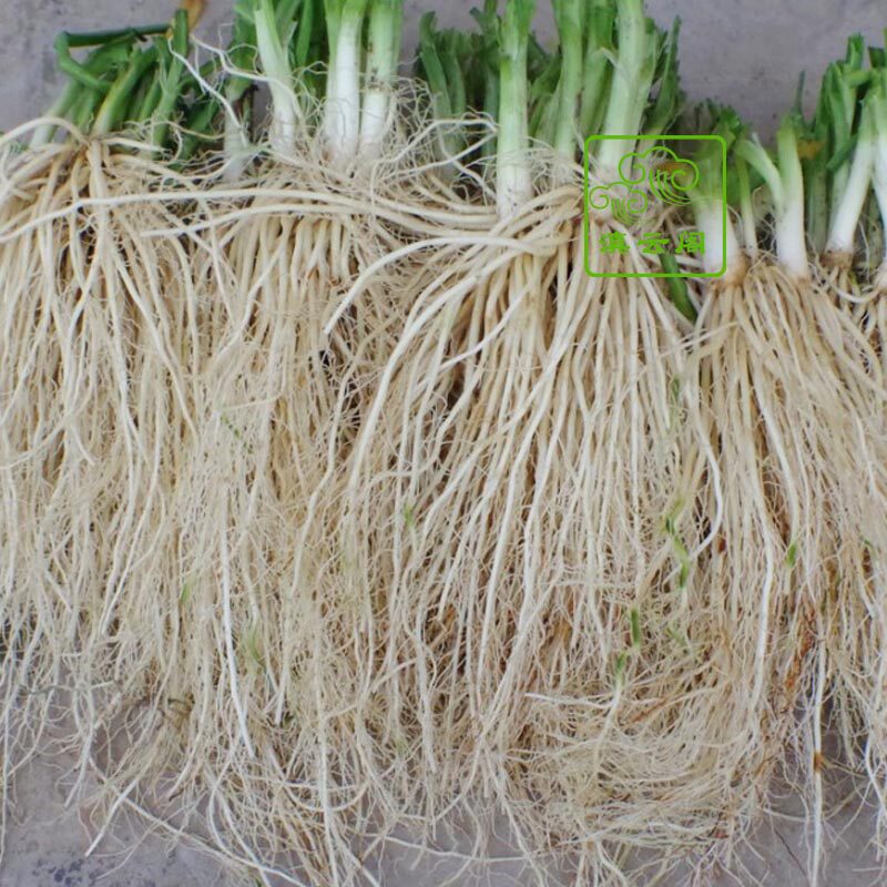 1000g云南特产新鲜野菜大理丽江韭菜根苤菜根撇菜根酒店餐厅食材