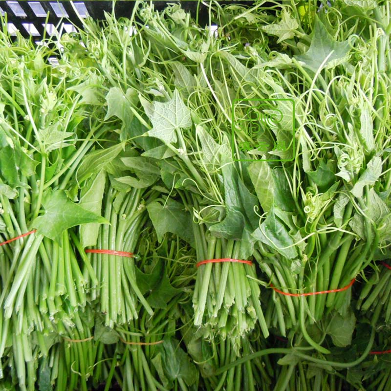 2斤云南新鲜丝洋瓜尖南瓜腾尖龙须菜佛手瓜尖酒店顺丰包邮