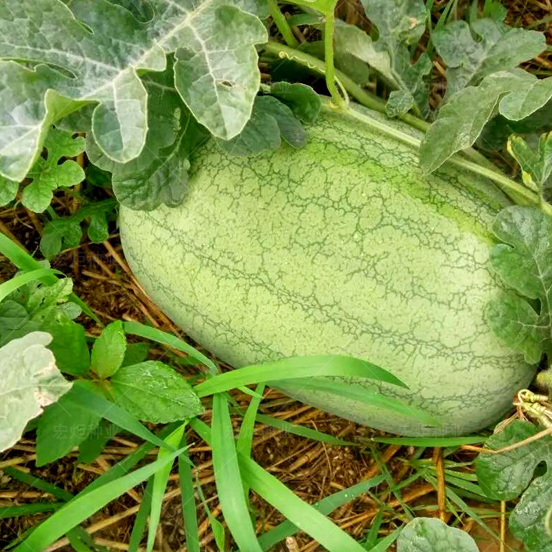 西瓜种籽新红宝红宝特大早熟四季南方种孑超大家庭园艺种子