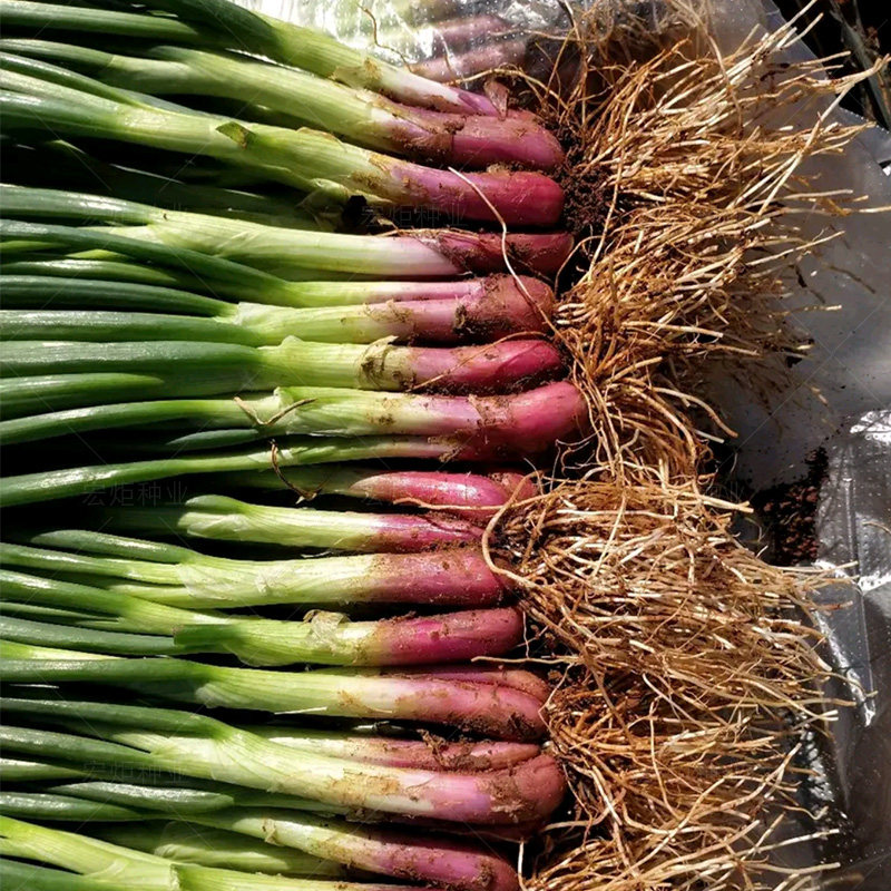 小葱红根种子小香香葱种籽春秋四季阳台种菜家庭园艺种子