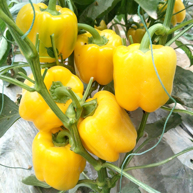 种籽种子五彩甜椒红圆椒绿太空椒黄灯笼灯笼椒紫圆家庭园艺种子