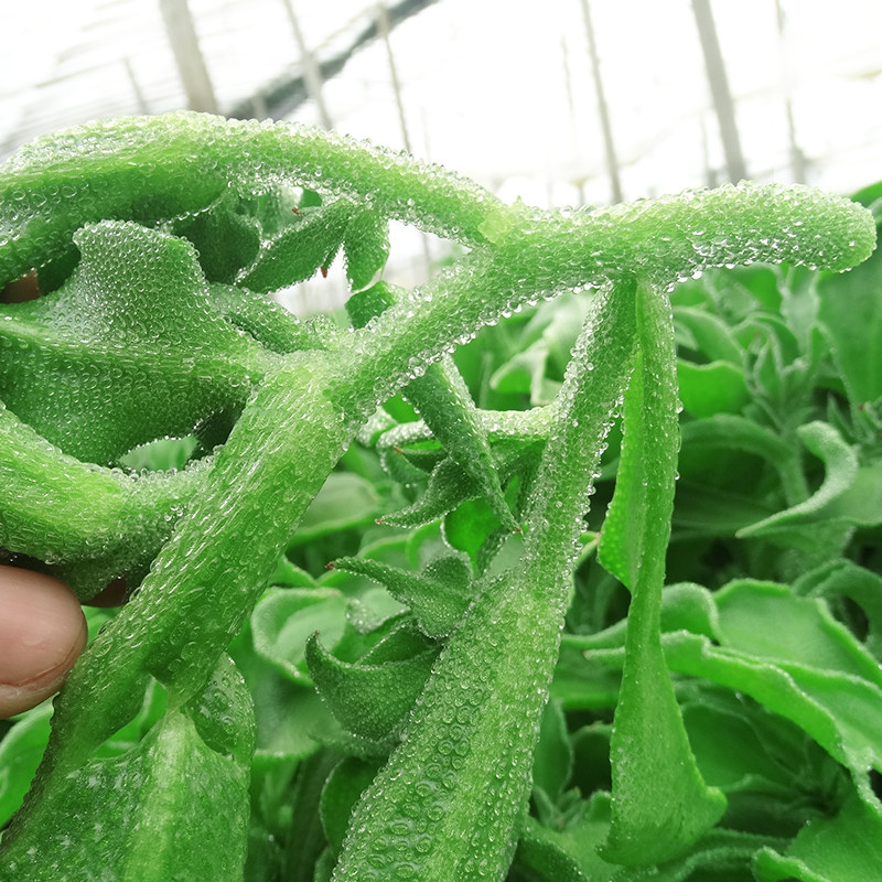 冰菜种籽冰草四季菜种盆栽种子非洲菜籽家庭园艺种子