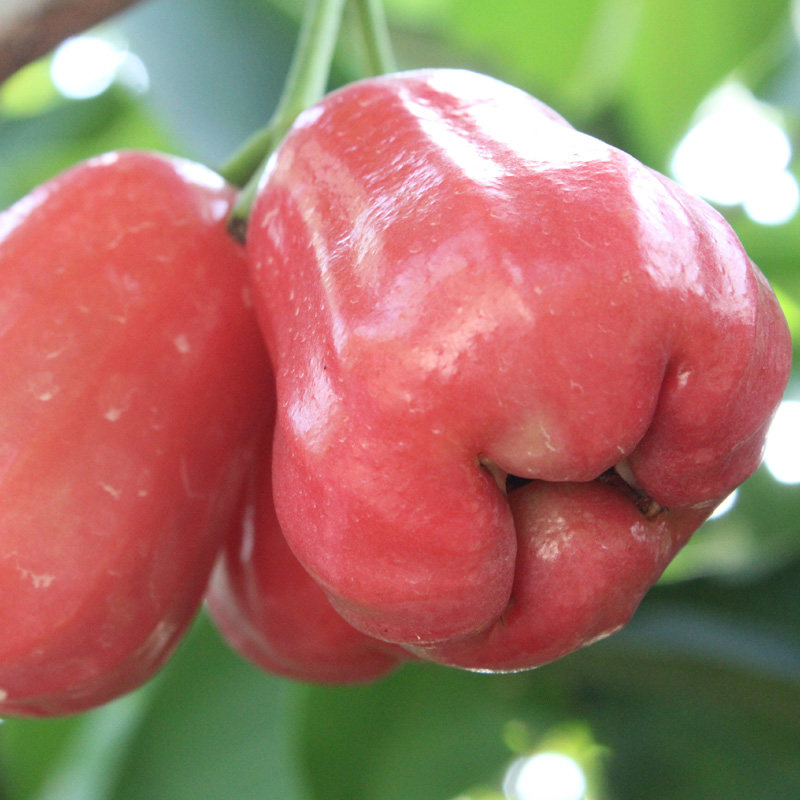 莲雾顺丰海南三亚新鲜水果黑金刚大果5斤装莲雾