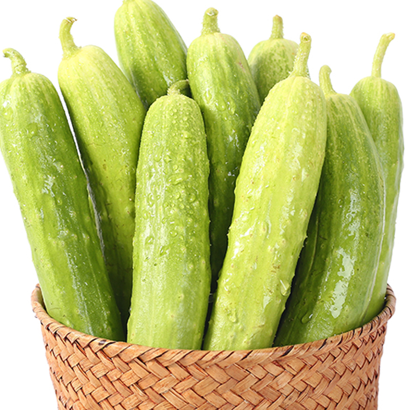 海阳白玉小黄瓜生吃脆嫩代餐旱白皮山东新鲜现摘黄瓜