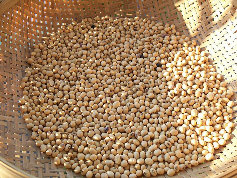 黄豆大豆专用豆芽豆浆转基因土家土黄家小农家黄豆