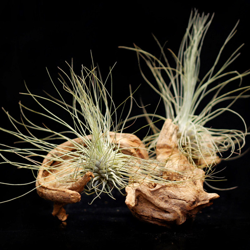 空气凤梨花架木质支架造型随机沉木自然气息花架