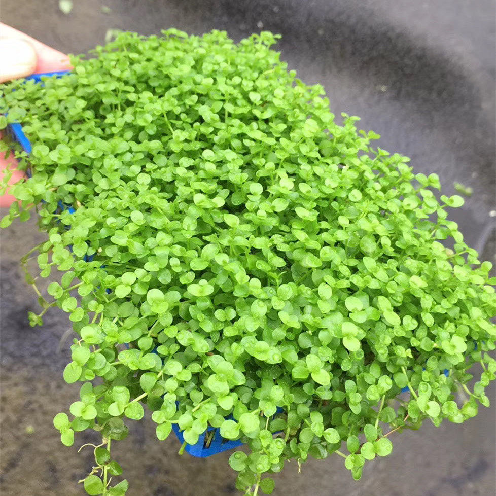珍珠趴爬地鱼缸淡水活体植物水草造景草坪迷你水草