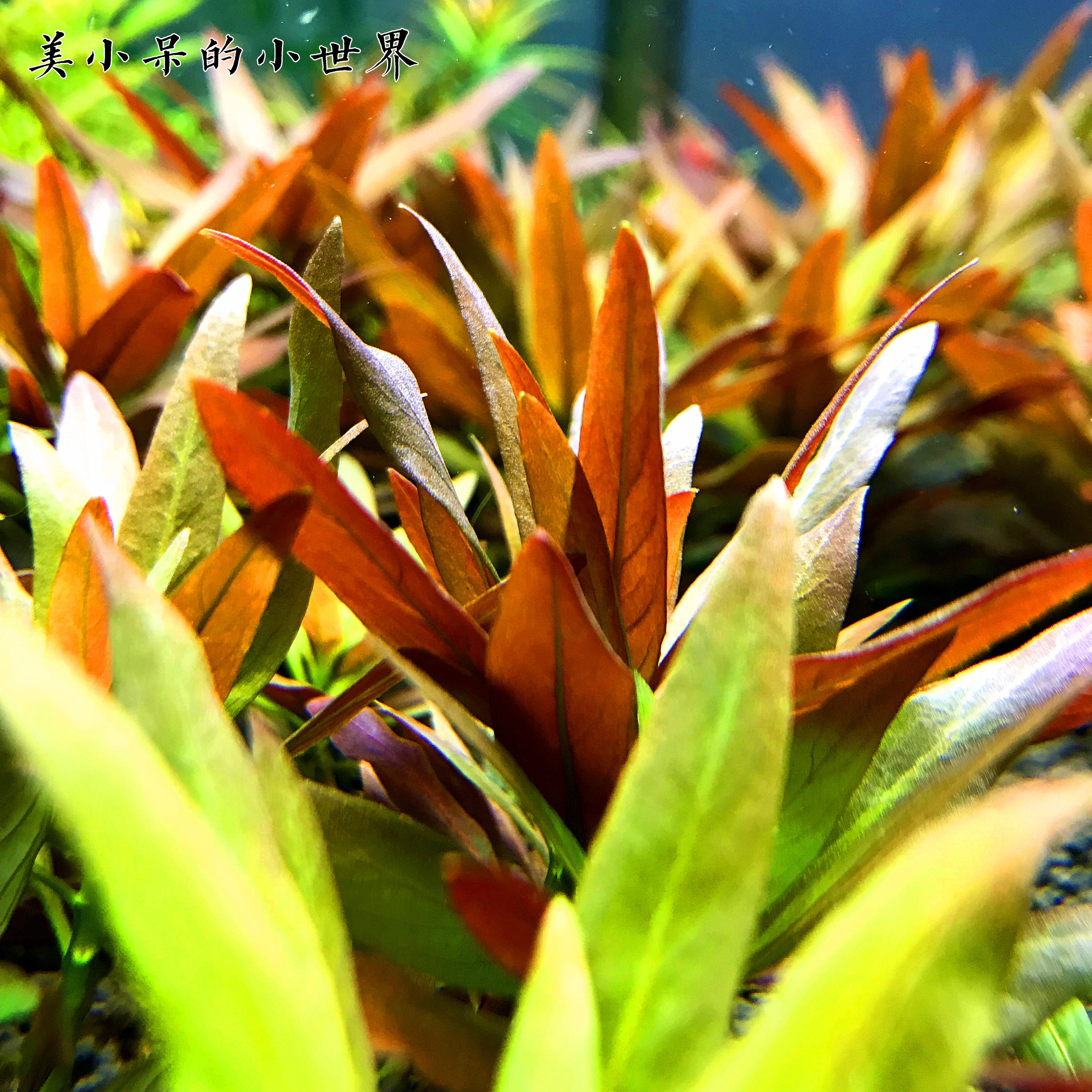大红叶鱼缸水草造景套餐增氧植物活体淡中后景阴性绿菊蜈蚣宫廷好