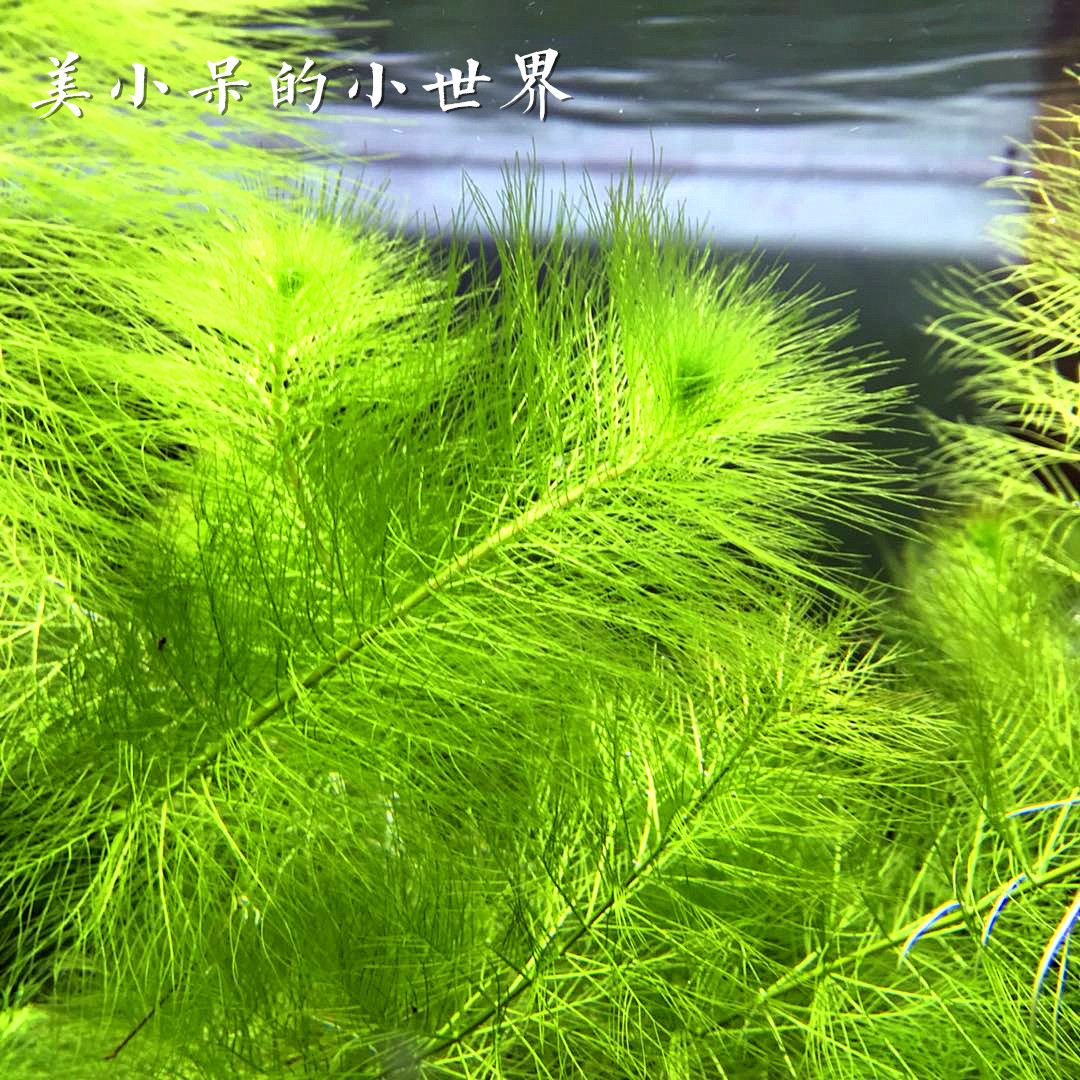 后景红绿宫廷草松尾菊花水草造景景好成活套餐水草