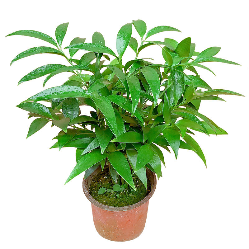 植物树苗竹柏平安庭院种植室内行道行道树四季绿植