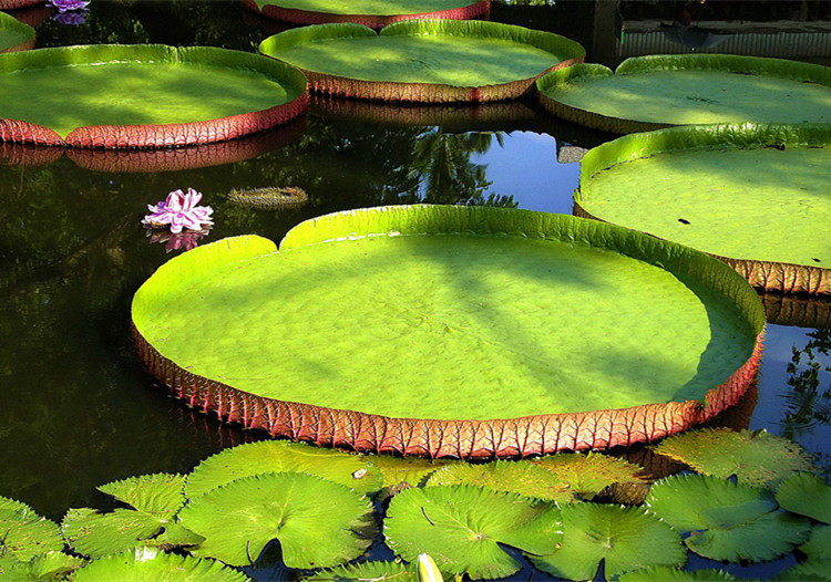 池塘观赏花卉 大叶王莲 大叶观赏磨盘莲水生观赏植物水生花卉荷花