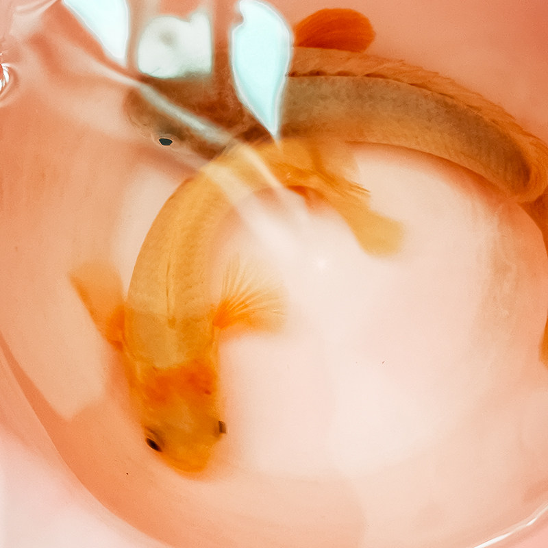 黄金黄化变异攀鲈镇宅催财风水观赏鱼免打混养鱼