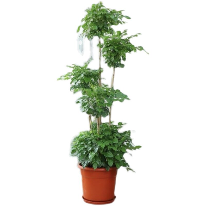 多层造型幸福树盆栽植物室内大客客厅冬天耐寒大型绿植