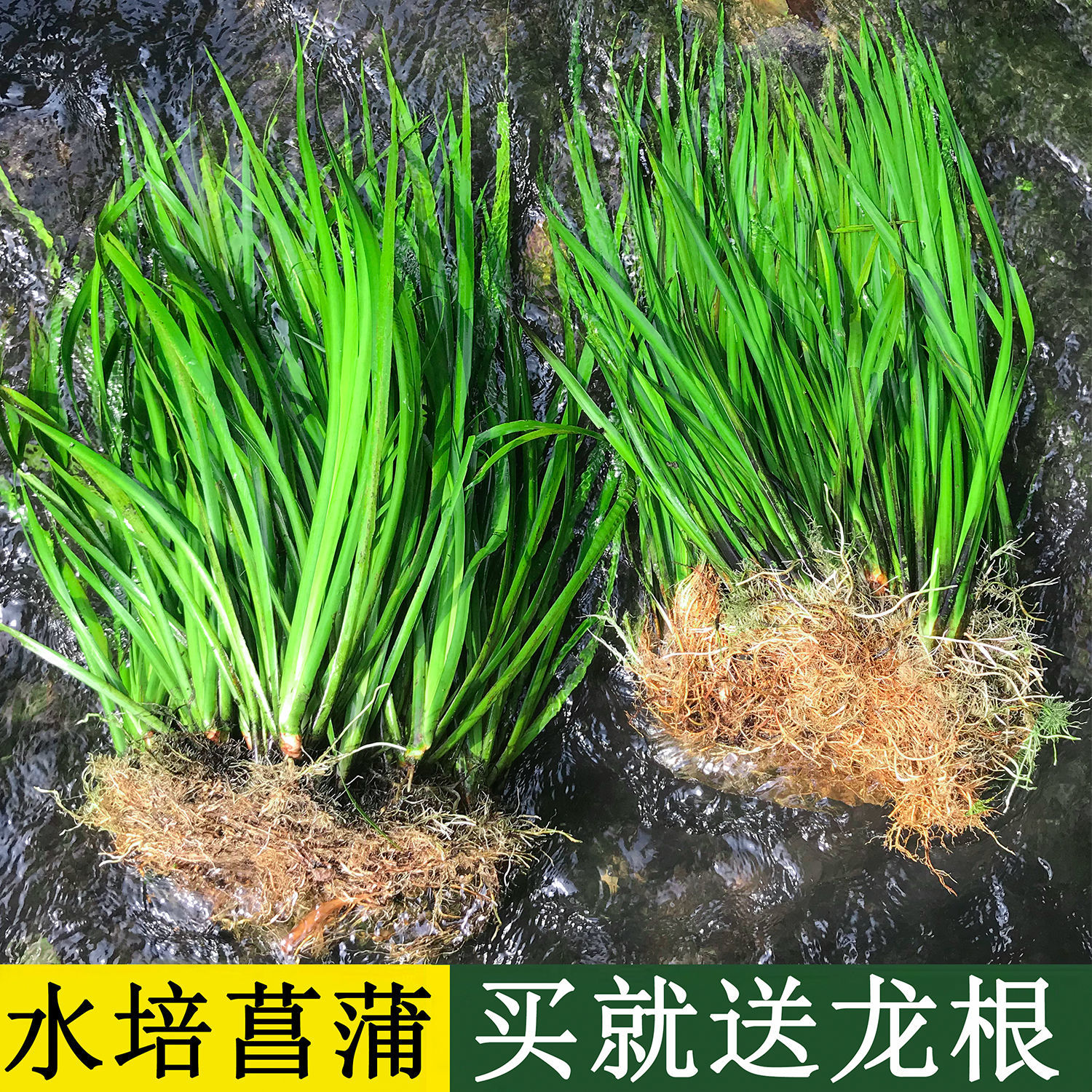 苍蒲草作用图片