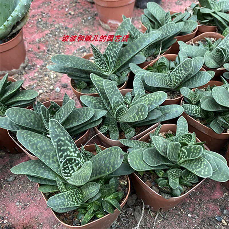 新款多肉植物子宝芦荟室内四季常青易养易繁殖硬叶吸甲醛绿植盆栽