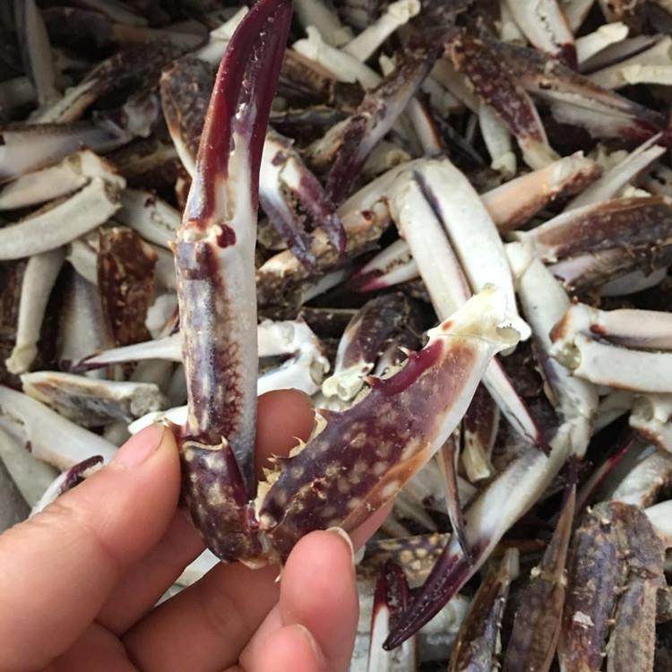 新鲜梭子鲜活蟹腿野生蟹蟹脚蟹钳海蟹蟹脚蟹蟹梭子蟹