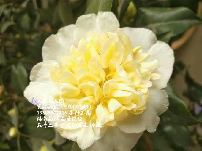 茶花黄绣球绣球黄色欧德黄莲华莲华新世纪黄的旋律花卉