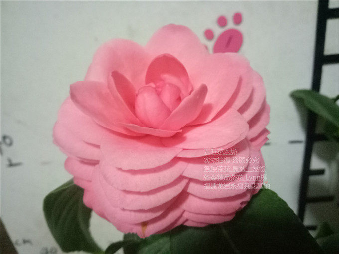 茶花六角盆栽带苞粉莲花型粉色时令草本花卉