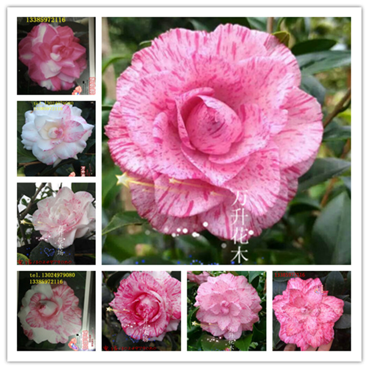 台湾茶花干贝利茶花红色带白色多种状态十分迷人又称红尘飞舞