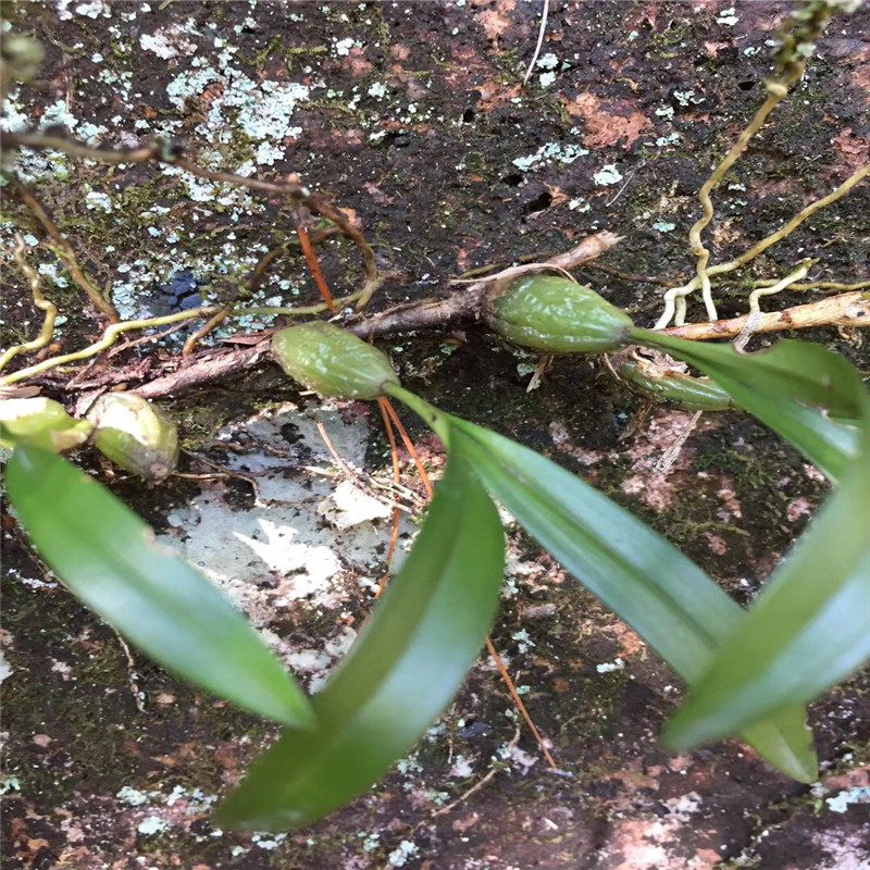 买2斤包邮中药材野生干货石仙桃干石橄榄新鲜果上叶莲石串莲500克