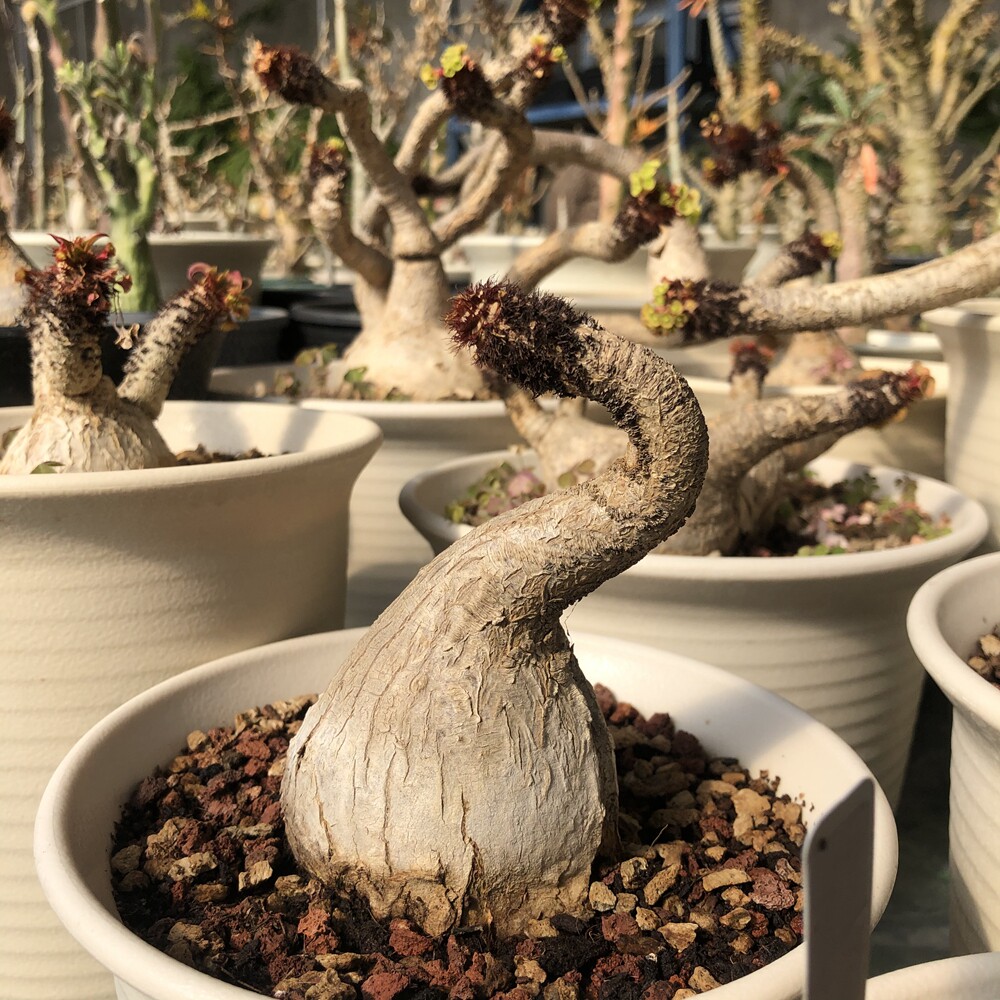 大戟朴原象鼻梅纳euphorbiaramena块根盆栽绿植多肉植物