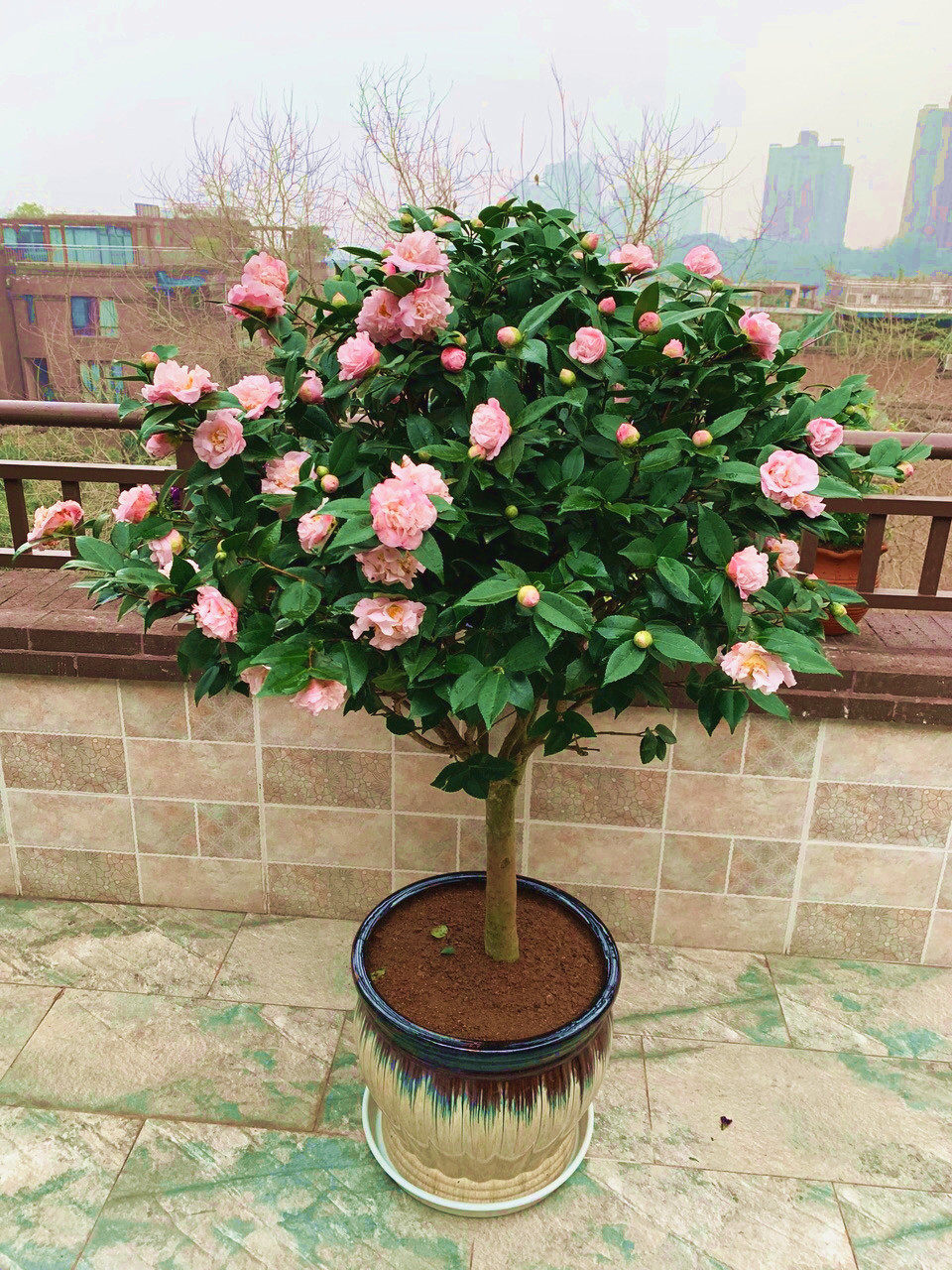 茶花山茶山茶花花香妃茶盆栽树苗福建龙岩阳台时令草本花卉