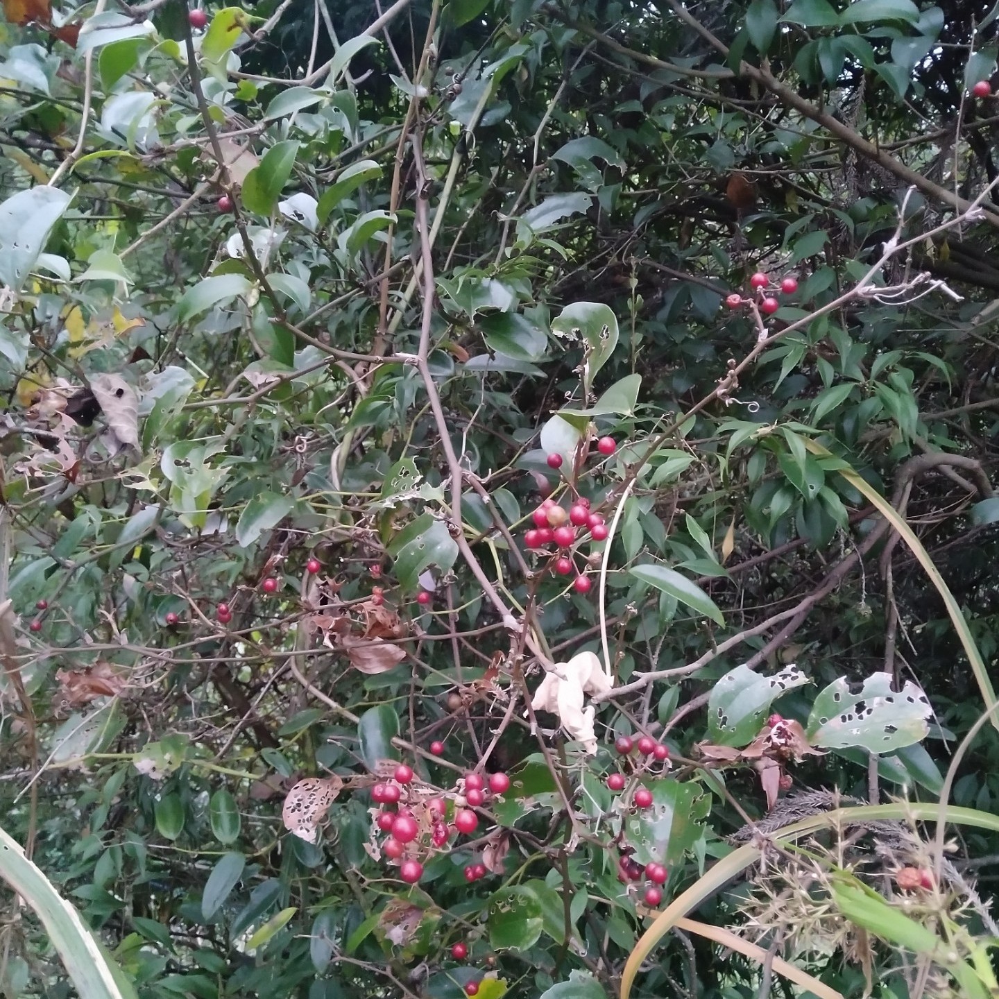 正宗中药材野生新鲜菝葜根500g铁菱角金刚刺藤乌鱼刺山归来铁刺苓