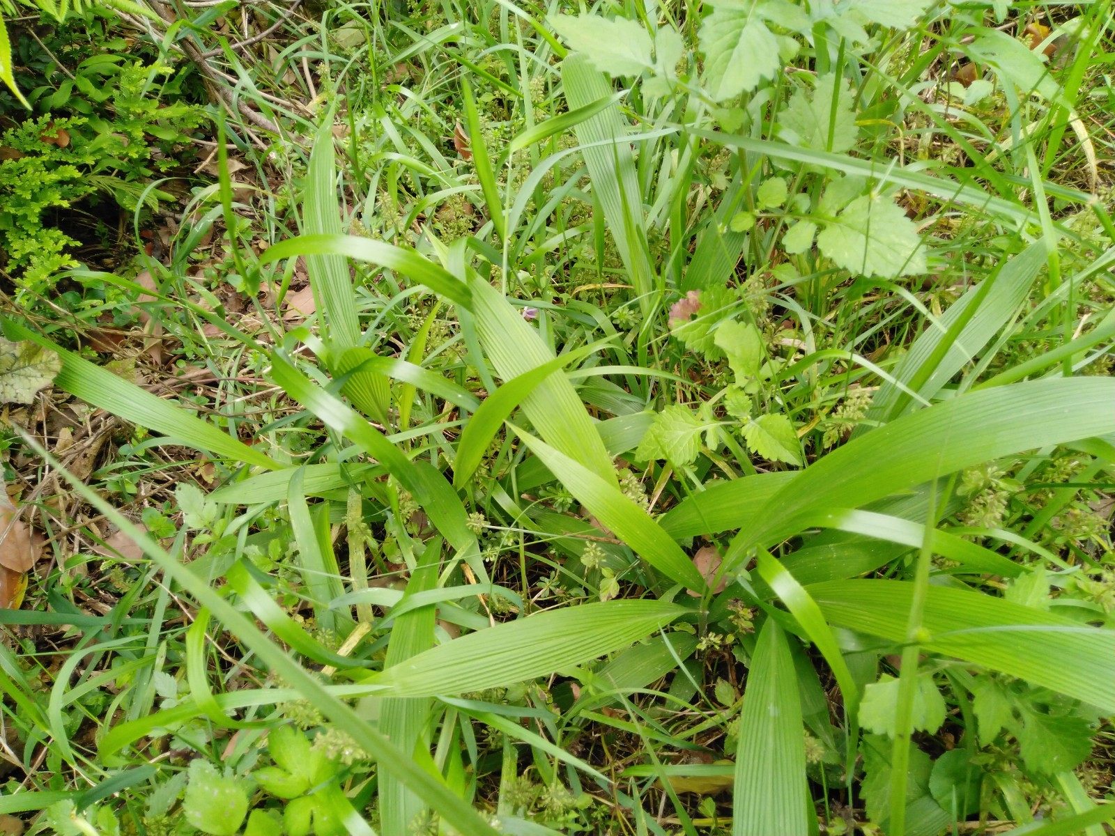 新鲜野生棕叶狗尾草全草箬叶莩雏茅棕叶草中药材其他药食同源食品