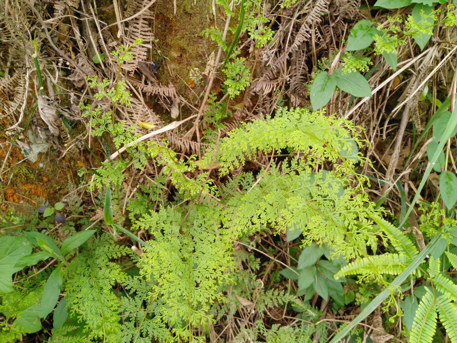 野生野鸡500g中药材尾乌凤凰细叶鸡尾小叶新鲜其他药食同源食品