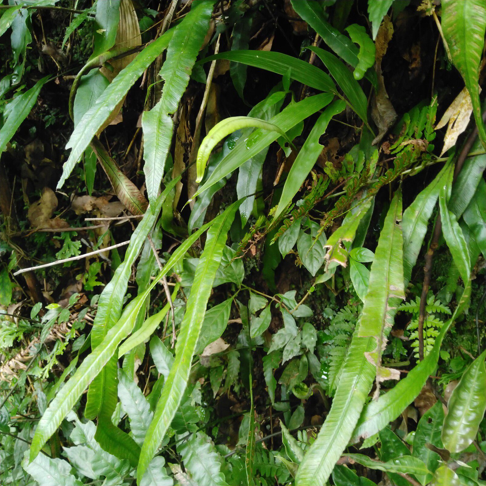 单叶野生生鲜双盖蕨全囊蕨篦梳剑矛叶蹄盖小石其他药食同源食品