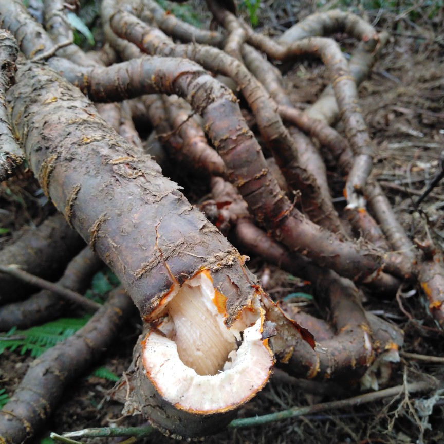 闽南南中草药药材野生青山龙根干品炖牛尾山货其他药食同源食品