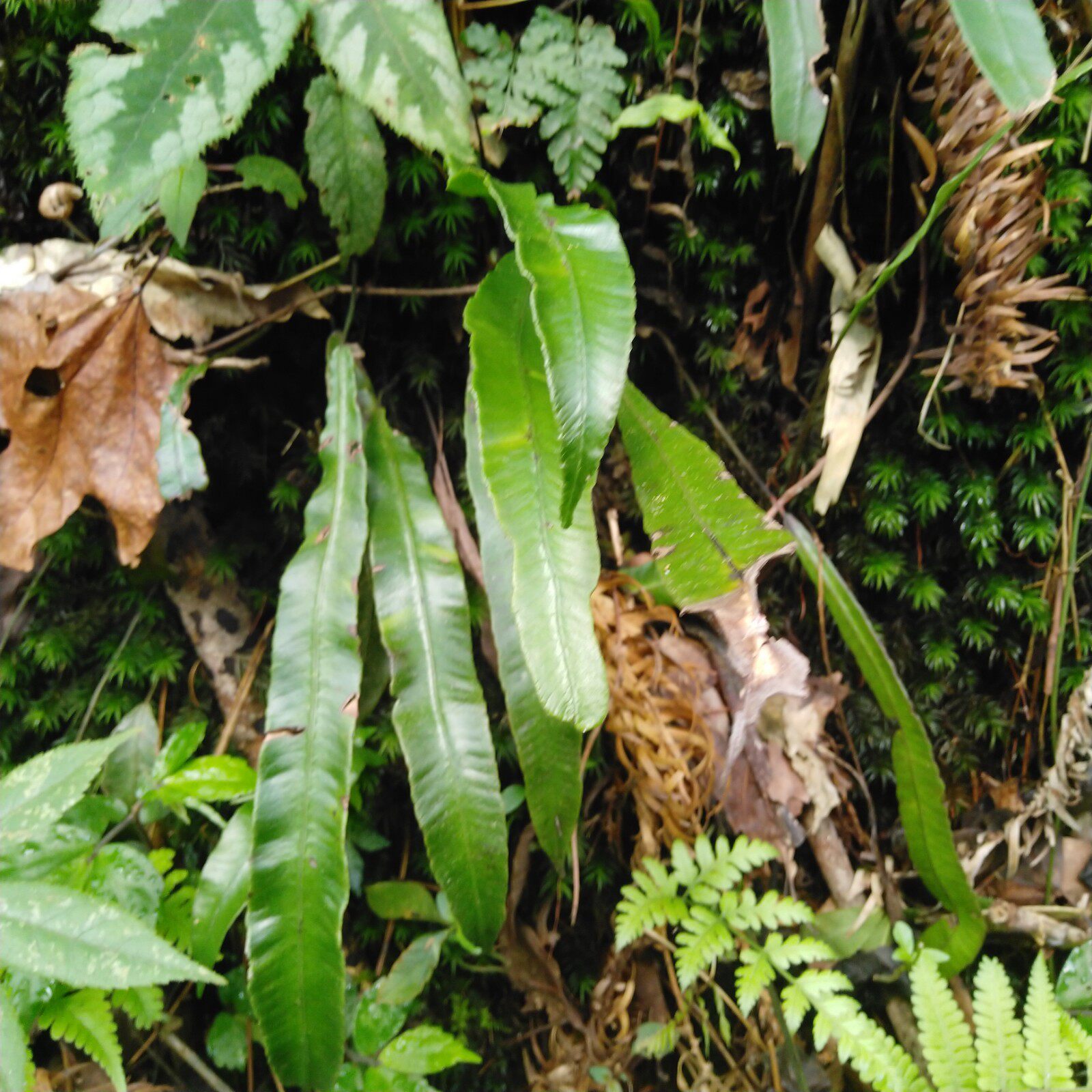 单叶野生生鲜双盖蕨全囊蕨篦梳剑矛叶蹄盖小石其他药食同源食品