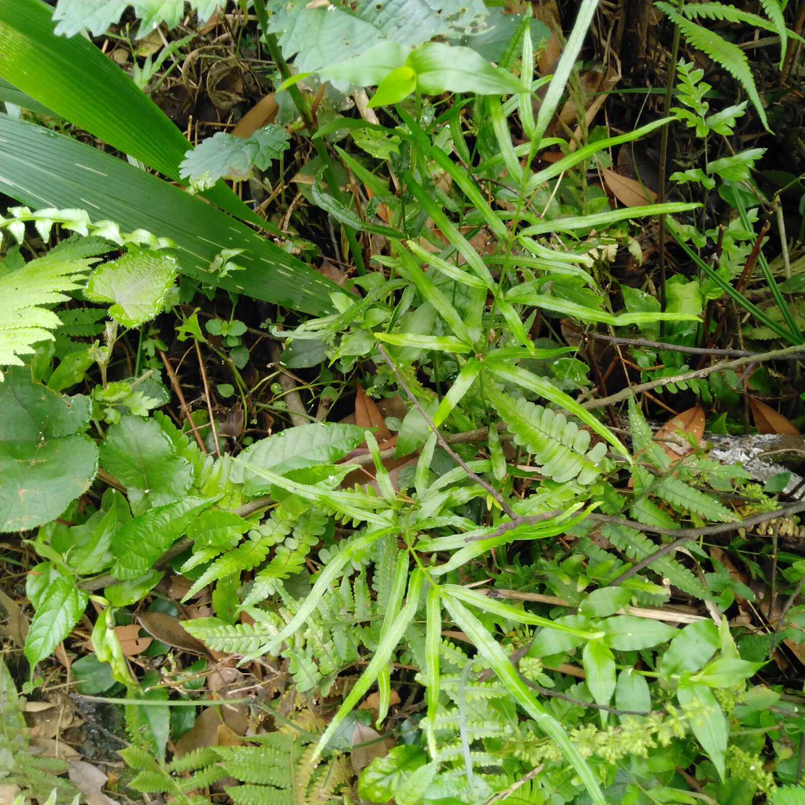 深山野生剑叶凤尾新鲜中草药生态土特三叉井边其他药食同源食品