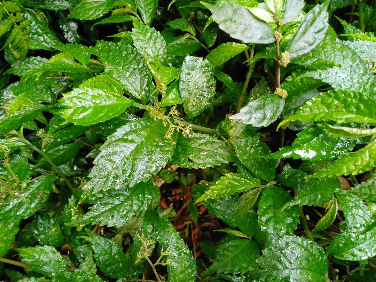 野生中草药新鲜赤车使者岩下青坑兰拔血红乌梗子凤阳草冷坑青包邮