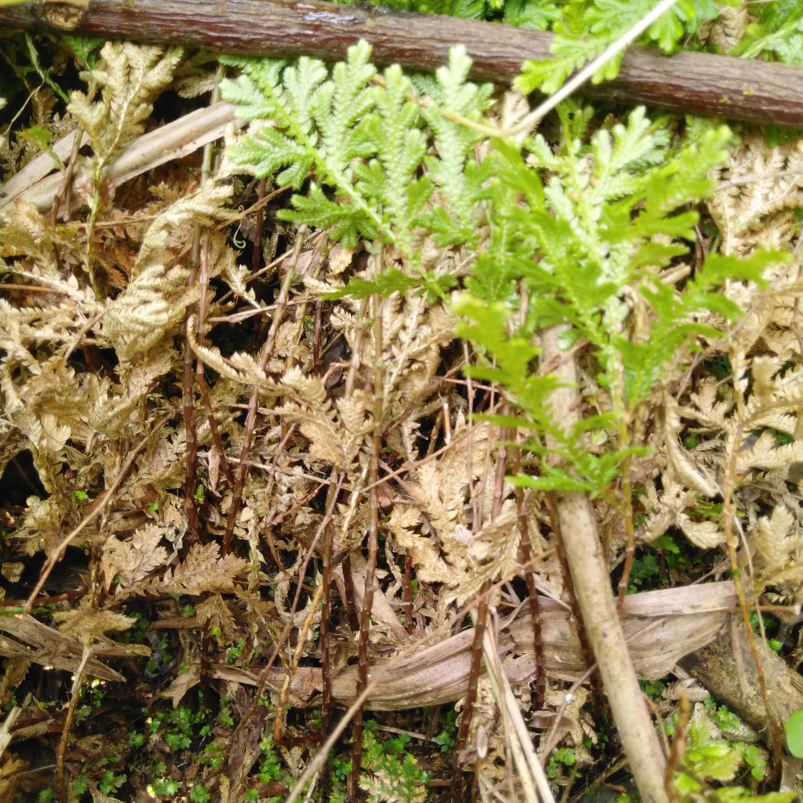卷柏深山野生江南新鲜石柏岩草黄dan青草药材其他药食同源食品