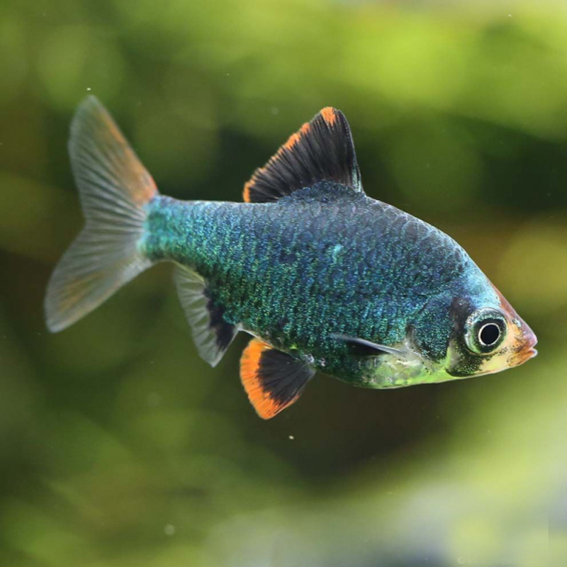 虎皮鱼苗金鱼苗蓝绿观赏鱼好养包小型热带鱼大型宠物鱼