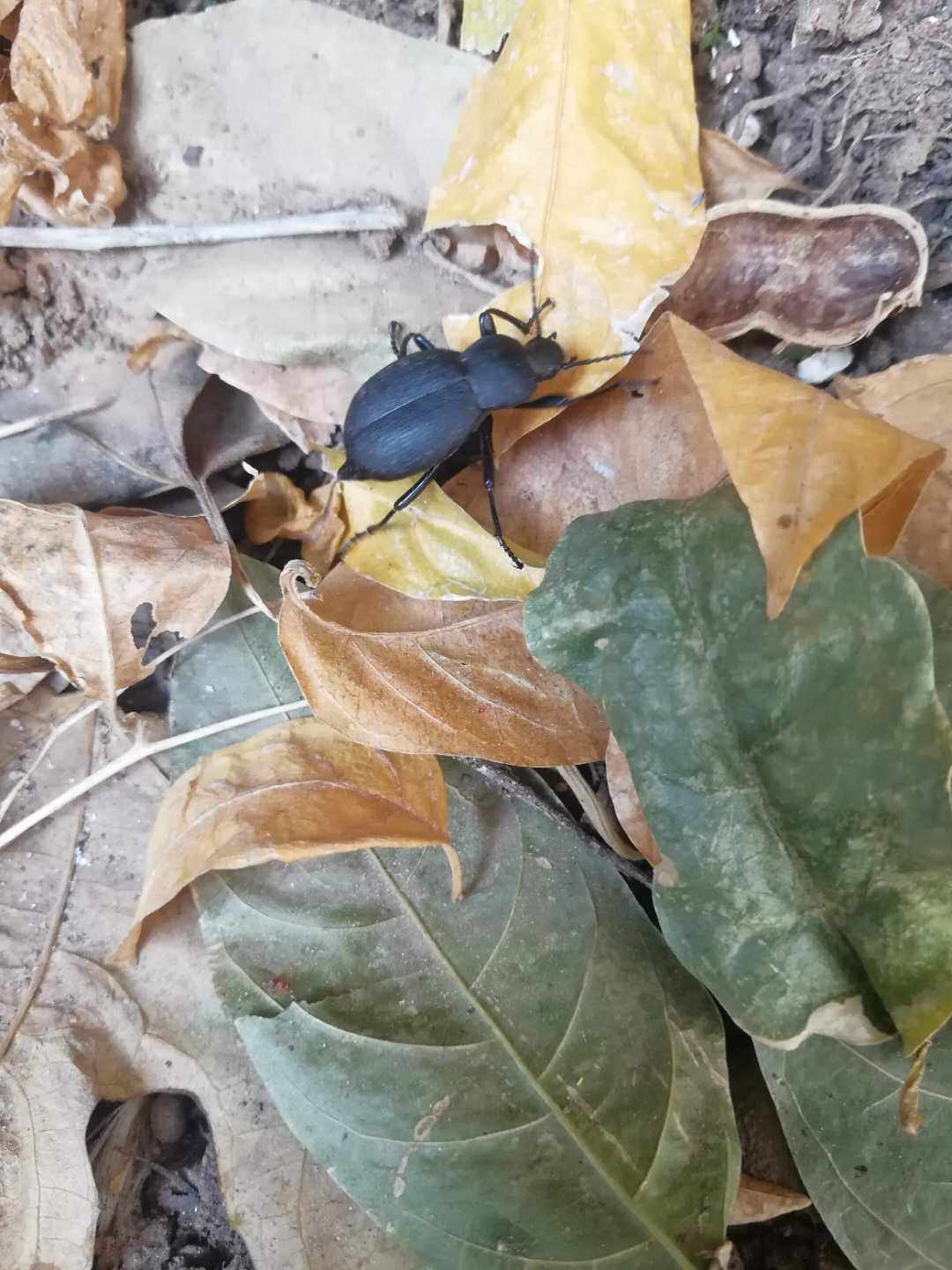 云南高脚活虫引子虫药婆娘臭虫打屁喙尾小黑传统滋补品其他